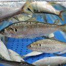 농수산물도매시장 이미지