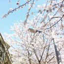 벚꽃헤어 네이버블로그