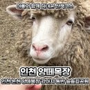 남동어린이공원 | 인천 논현 양떼목장 강아지 동반 늘솔길공원 벚꽃 실시간 개화 현황