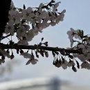 20240404 서울둘레길 구일역에서 가양역중 안양천에 벚꽃 만개... 이미지