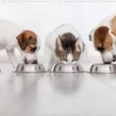 힘찬동물메디컬센터 이미지