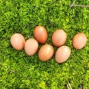 사구농장 이미지