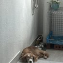 롯데인천마인