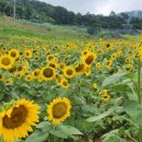 무주 오락 이미지