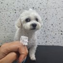 부산애견호텔 댕댕스쿨 | 부산 애견호텔 댕댕가르텐 추천 이용후기