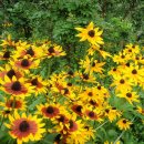 루드베키아 이미지