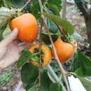 논골농장 이미지