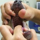 아포동물약국 이미지