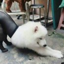 멍순이 이미지