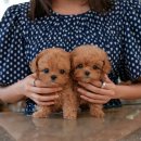 강아지고양이 미유펫 청주점 이미지