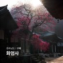 율사 | 전남 구례 화엄사 홍매화 실시간 국내 당일치기 여행 추천