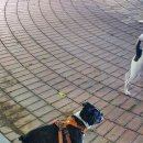 장군켄넬 이미지