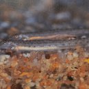 화천 황쏘가리 서식지 이미지