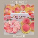 166 | 당도높은 복숭아고르는법 Farm166 의성 딱딱한복숭아 딱복 후기