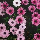 오스테오인 이미지