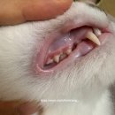TDC | [영양제 기록] 고양이 치은염 구강 영양제 1-tdc 복용 후기