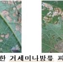 용안농약사 이미지