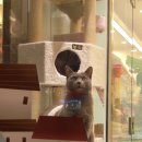 테오종합동물병원 이미지