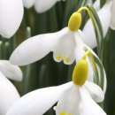 스노우드롭 이미지