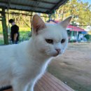 묘랑나랑 이미지