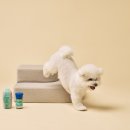 산책갈까? 이미지