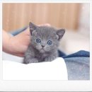 베리독 강아지 고양이 의정부점 | 의정부고양이분양 후기｜처음 만난 순간부터 확신이 들었던 선택