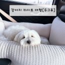 두그루 강아지카시트 차량용 그늘막 포함 리뷰