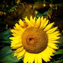 해바라기농장 이미지