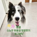 멍그라밍 | 블챌: 일상 포토 덤프 반려견 미용실로 추천하고 싶은 멍그라밍 후기 @스노우 목욕 후기
