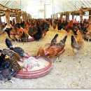 [ 토종닭 ] 황실토종닭 농장, 미생물 사육법으로 토종닭 복원 성공!! 이미지