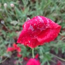 통일로토종순대국 이미지