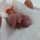 피플앤펫 이미지