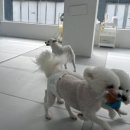 일리키독 이미지