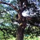 가야면 매안리 이미지