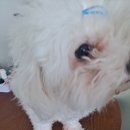 복이애견샵 이미지