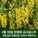 힐링원예 | 4월 30일 탄생화 금사슬나무 꽃말.유래.효능.키우기