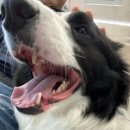 24시퍼스트동물의료센터 이미지