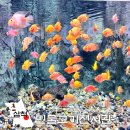 삼척 아이랑 실내 가볼만한곳 민물고기전시관 강원도 아쿠아리움