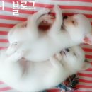콩순이PC 이미지