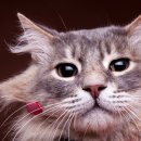 로얄동물메디컬센터 본원 이미지