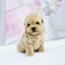 김해 해피몽 김해강아지분양 고양이분양 이미지