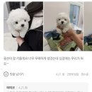 원흥강아즈분양 : 퍼피코의 공주님 ‘두부’, 따뜻한 아빠 만나 ‘김꽃순’으로 새 견생 시작합니다! 🌸