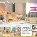 나비캐터리 | 화정고양이분양 귀여운 친구와의 첫 만남