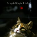 블루드라이어드 이미지