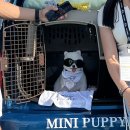 듀펫러브도그본사 | 미니코리아에서 주최하는 미니퍼피랜드MINIPUPPYLAND 오프닝 이벤트에 초대받아서 다녀왔어요