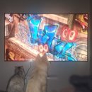 이화동물병원 | 강아지 고양이 합사 시기 언제가 좋을까? 합사 후기