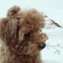 루이애견 이미지