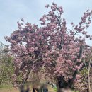 월곡역사공원 | 대구 <월곡역사공원> 겹벚꽃 명소 방문 후기 주차정보