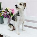 소답동237 이미지