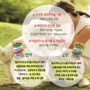 트릿